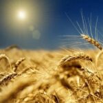 Що відбувається на ринку землі в Україні сьогодні?