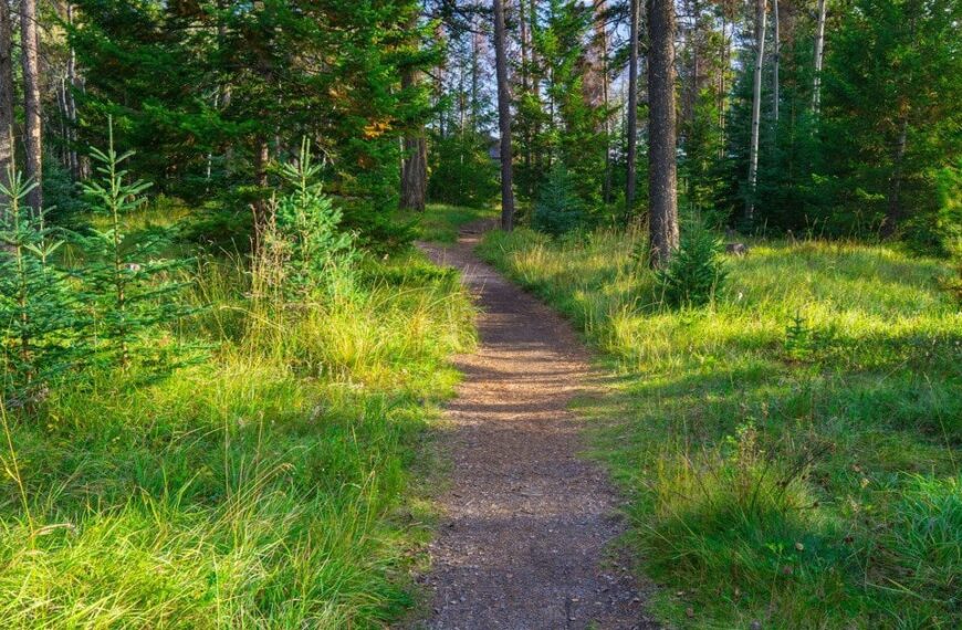 Лісовий маєток за 41 мільйон: запустіння через обставини, пояснює власник (фото)