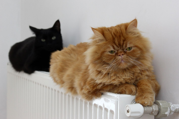 Київ: чи є інші варіанти обігріву крім центрального?