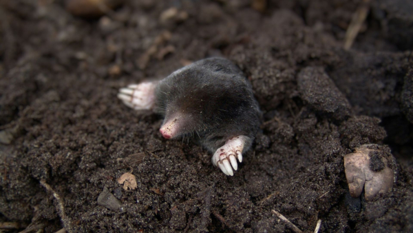 Як прогнати кротів з саду: майструємо лякалку з бляшанок