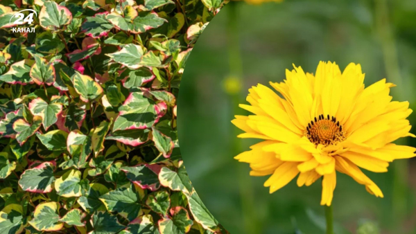 Які популярні багаторічні рослини небажано висаджувати через їхню шкідливість для інших культур?