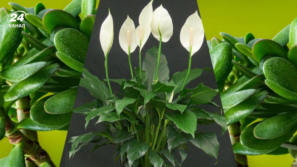 Рослини для дому, що приваблюють фінанси та процвітання: перелік