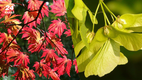 Шість дерев, яких садівникам краще уникати у дворі