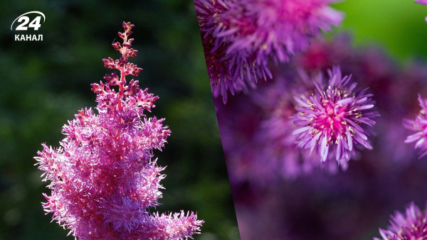 Астільба: чудовий багаторічник для саду