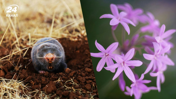 Як позбутися кротів: рослини проти шкідників