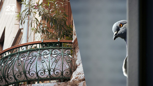 Як прогнати птахів з балкона: ефективні методи.