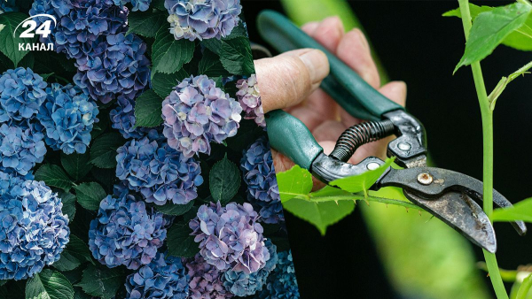 Як зберегти пишне цвітіння гортензій: секретний прийом