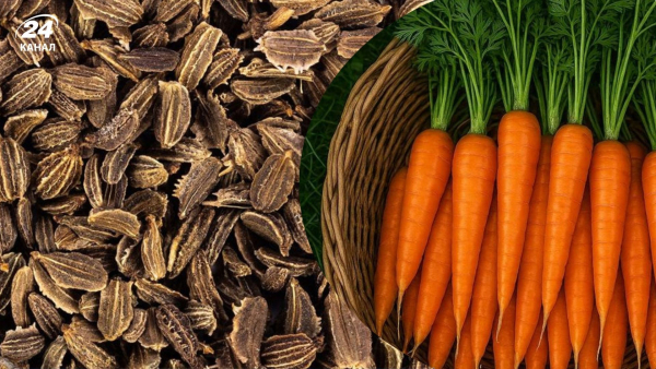 Яке насіння потребує замочування перед посадкою: перелік рослин