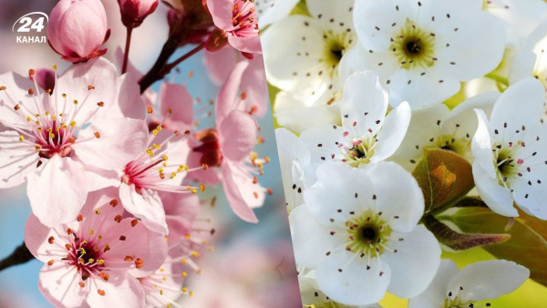 Які фруктові дерева слід підрізати до завершення березня