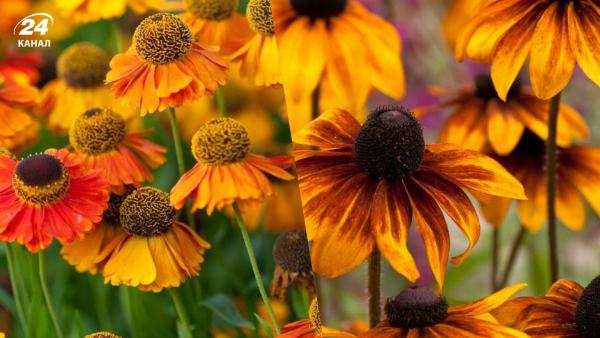 Які рослини не варто підживлювати навесні та причини цього