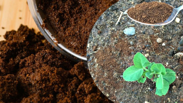 Кавовий осад для сіянців: правила використання