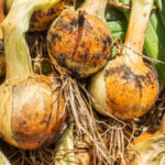 Коли висівати цибулю з насіння і як виростити цибулю-ріпку за рік