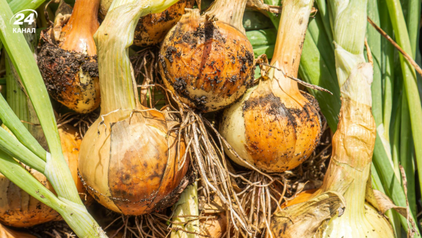 Коли висівати цибулю з насіння і як виростити цибулю-ріпку за рік