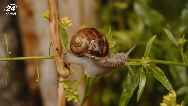 Прогнати слимаків із саду – висадіть лише одну рослину.