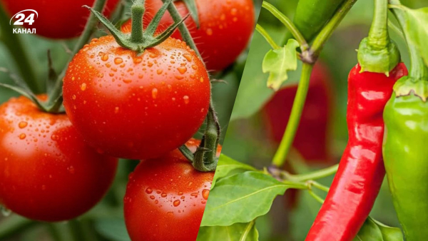 Що посіяти в березні для літнього врожаю овочів?