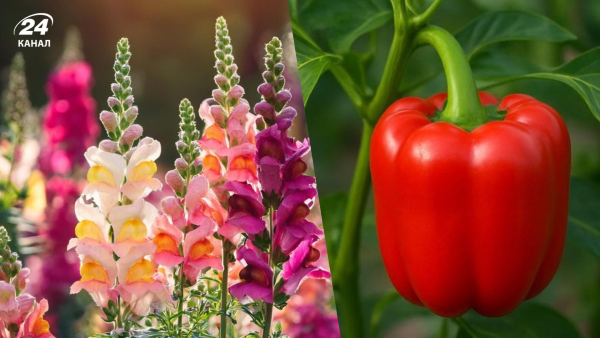 Що садити до квітня: перелік рослин