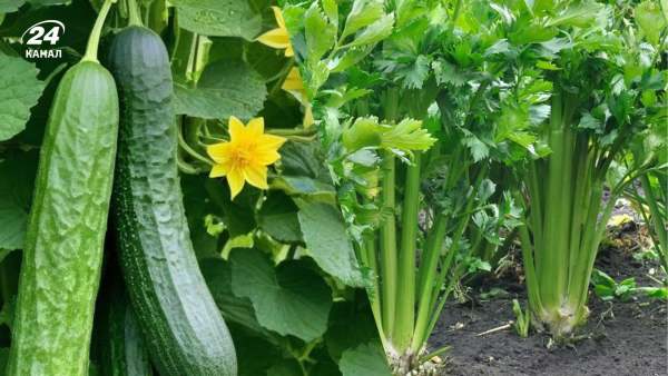 Що сіяти з овочів у квітні для літнього збору?