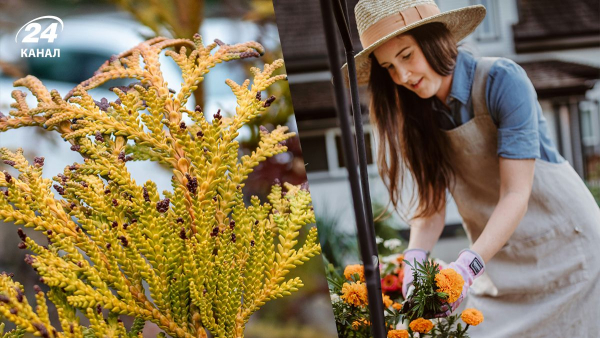 Турбота про туї: відновлення після зимового періоду