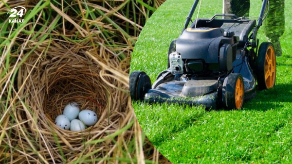 Весняне скошування трави: загроза для птахів