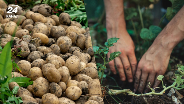 Чому садівникам слід відкласти садіння картоплі до після Великодня: попередження