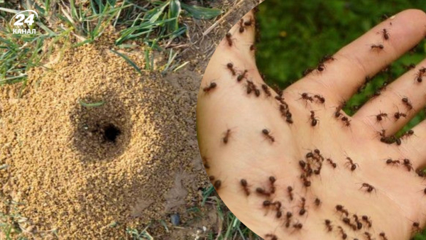 Як позбутися мурах в саду: екологічний метод