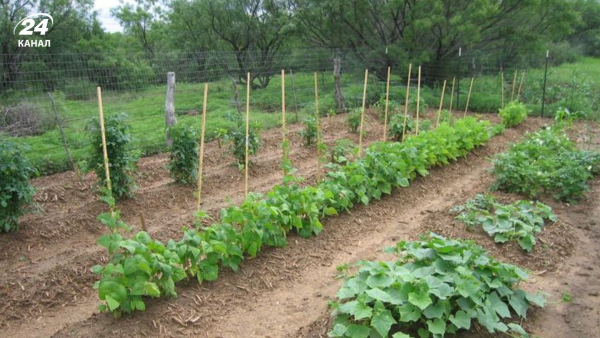 Як правильно висаджувати овочі на грядці: оптимальні проміжки.