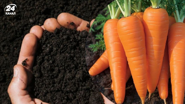 Як виростити велику та соковиту моркву