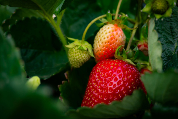 Як захистити суницю від личинок хруща