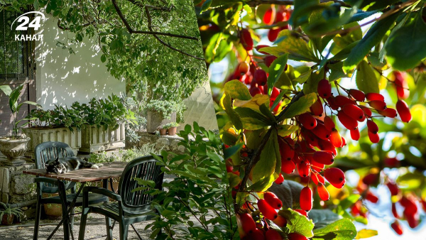 Які кущі краще оминути у вашому саду – перелік