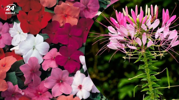 Які квіти краще не садити весною через можливу шкоду