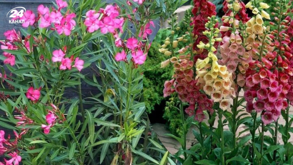 Небезпечні квіти: чого уникати на грядці