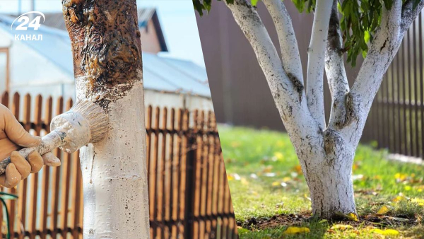 Оптимальний час для побілки дерев перед Великоднем