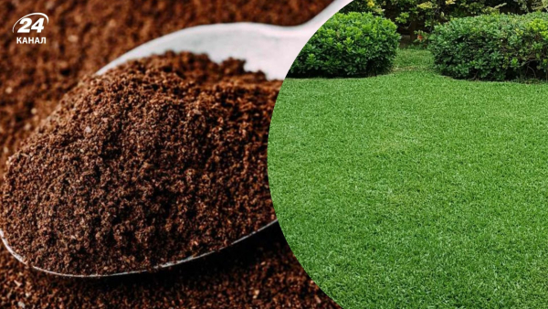 Що внести в газон весною для пишної зелені та здоров’я