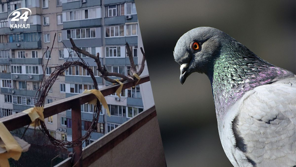 Штучний інтелект допоміг жінці позбутися голубів на балконі.