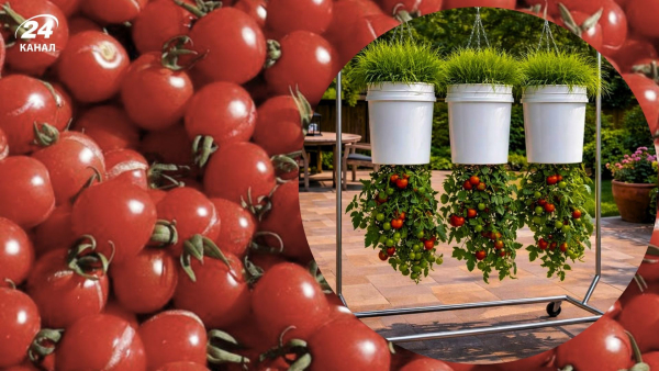 Вирощування помідорів перевернутими: європейський досвід.