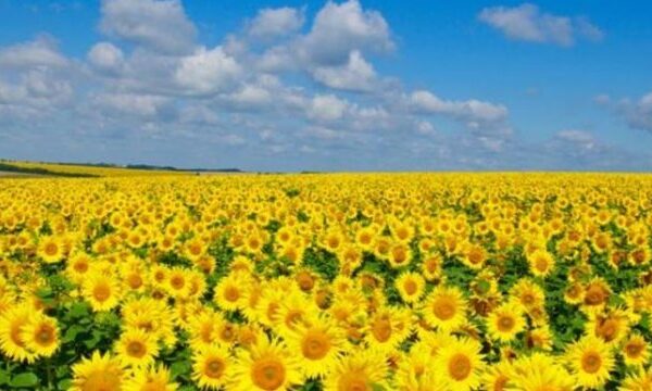 Ціни на зерно: пшениця стабільна, соняшник дешевшає, ріпак дорожчає