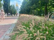 У столиці збільшується число зон із декоративними травами – у 2026 році їх облаштували на 117 місцях | Нерухомість Києва
