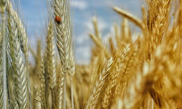 Агросектор України на межі скорочення посівів: прогнози міністра