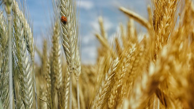 Міністр аграрної політики та продовольства Тарас Висоцький