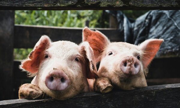 KSG Agro наростив прибуток у 6,7 раза попри падіння виторгу