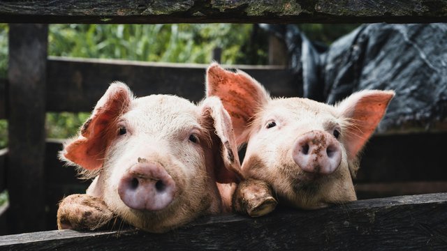 KSG Agro наростив прибуток у 6,7 раза попри падіння виторгу