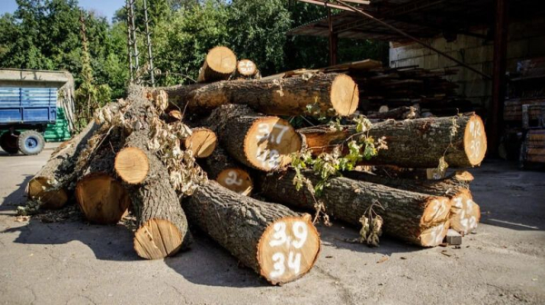 На Теремках зрізані дерева знайдуть нове життя