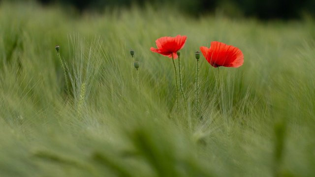 Аграрні землі під розмінуванням