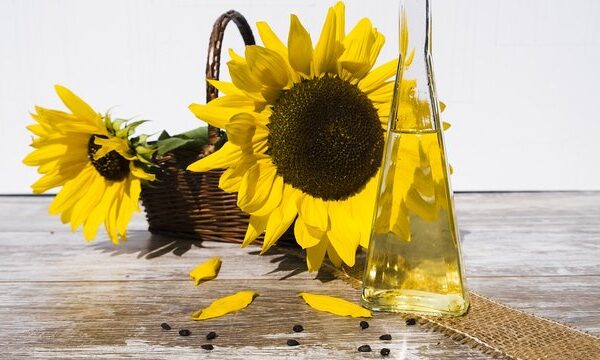 Мінагрополітики прогнозує зібрати 20 мільйонів тонн олійних культур